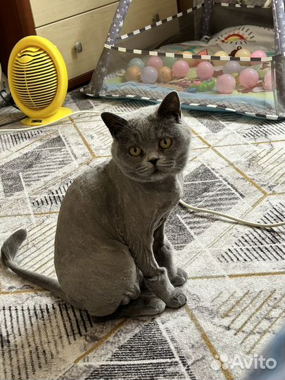 Британская кошка