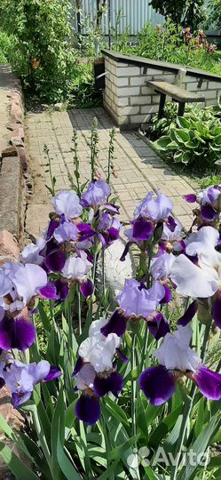 Ирисы сортовые