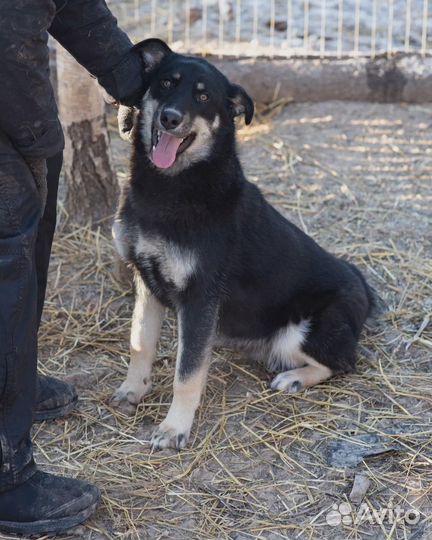 Собака в добрые руки