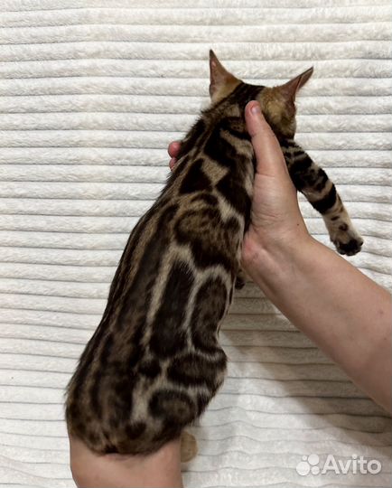 Бенгальская кошка