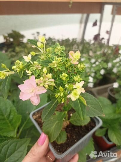 Гортензия крупнолистная