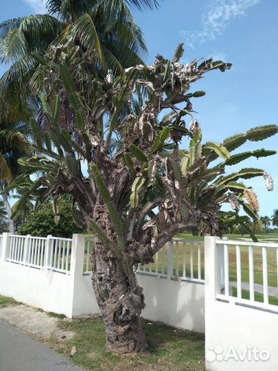 Сеянцы кактуса dendrocereus nudiflorus