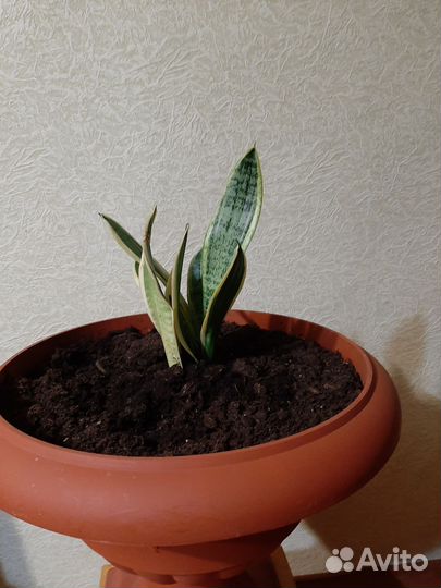 Комнатные цветы