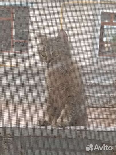 Котята русская голубая