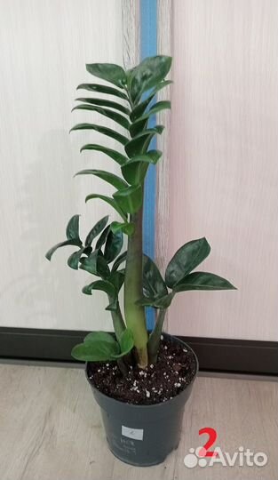 Комнатные растения, цветы. Замиокулькасы разные