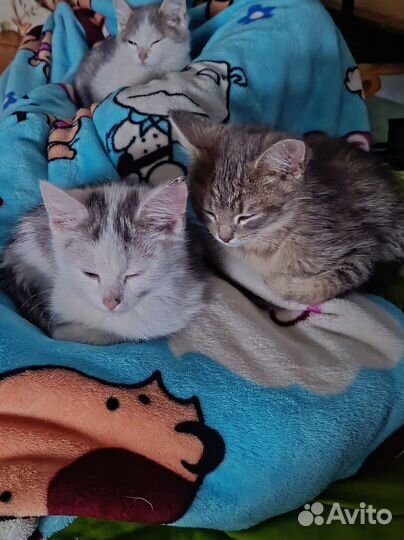 Отдаем трех котят в добрые руки