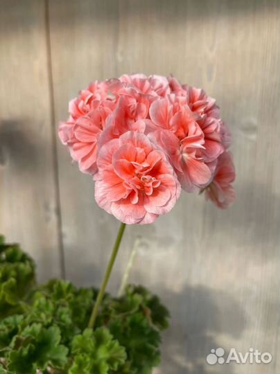 Пеларгонии кoллeкционные - черенки