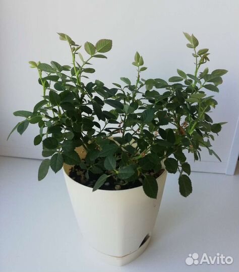 Роза комнатная кустовая мини 3 цвета