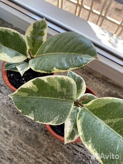 Фикус эластика Тинеке