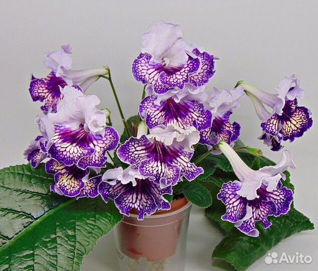 Стрептокарпус детки