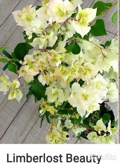 Бугенвиллия.бегония