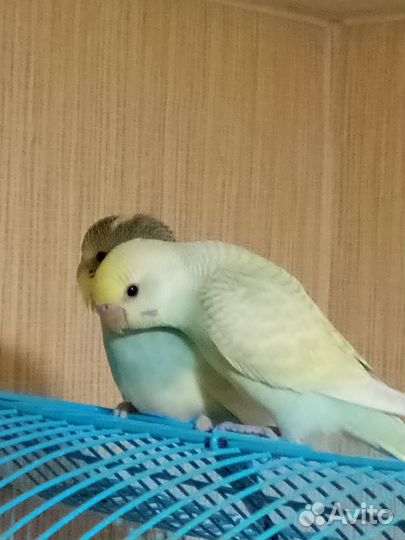 Волнистый попугай