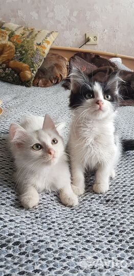 Котики в добрые руки