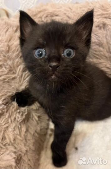 Котенок