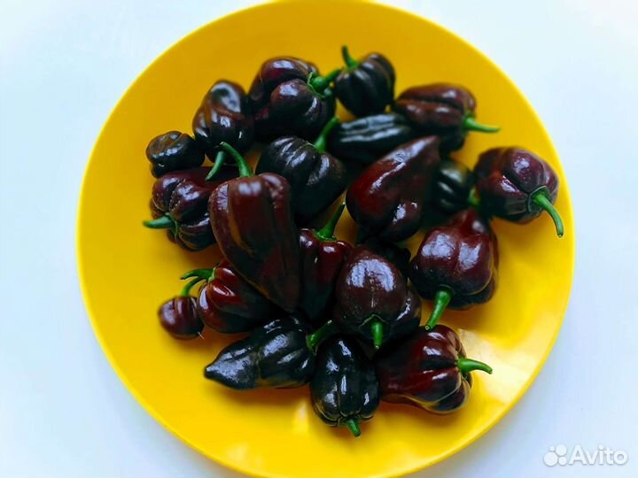 Семена острого перца Хабанеро Шоколад