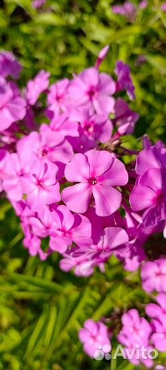 Флоксы многолетние