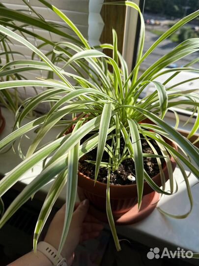 Хлорофитум Вариегата живучий младший