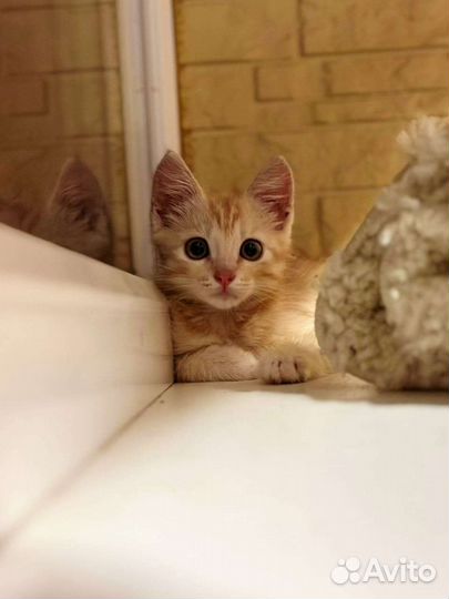 Рыжий котенок мальчик