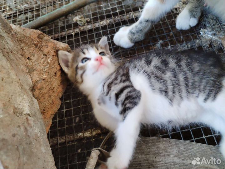Кошка в дар бесплатно