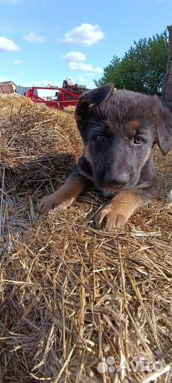 Щенки немецкой овчарки