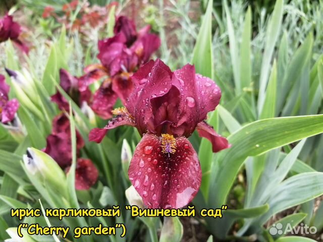 Ирисы карликовые, декоративные кустарники купить в Иваново | Товары для ...