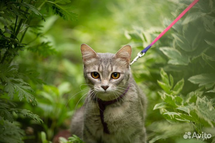 Кошечка в добрые руки