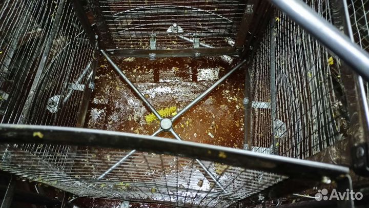 Липовый мед, мёд майский Доставка