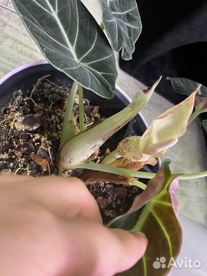 Алоквзи блек вельвет