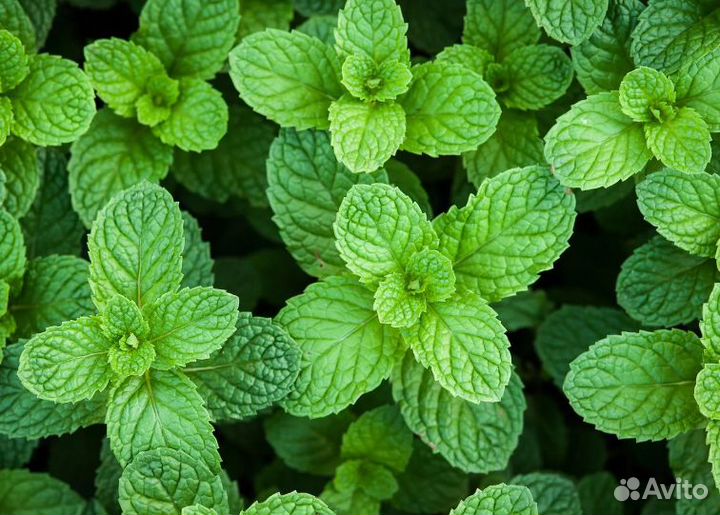 Свежая зелень