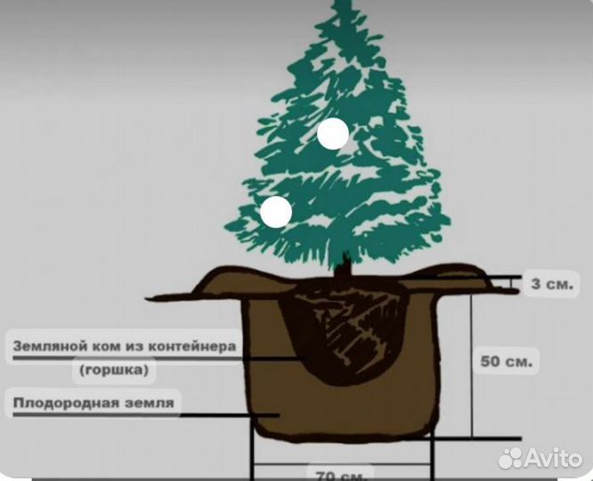 Голубая ель