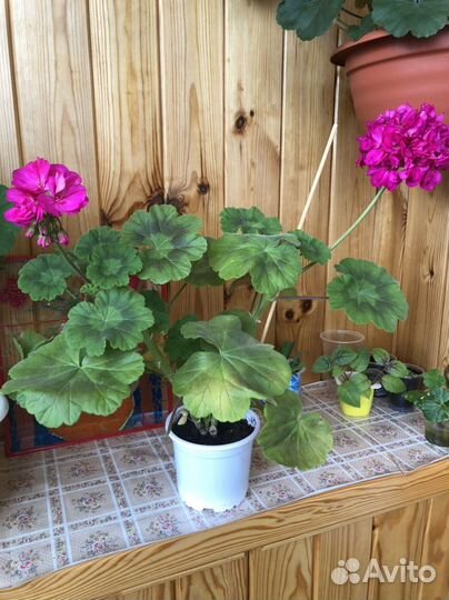Пеларгония герань