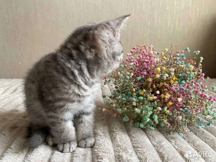 Британская кошечка