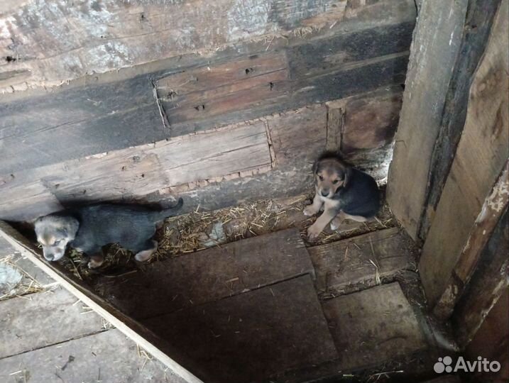 Щенки русской гончей