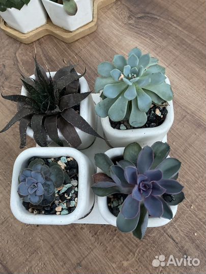 Набор суккулентов в красивых кашпо