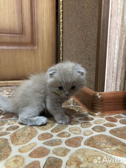 Шотландский вислоухий котенок