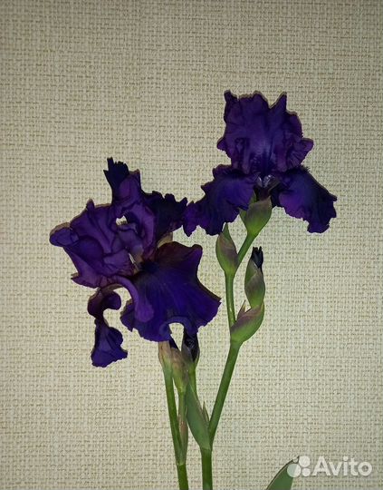 Ирисы бородатые сортовые