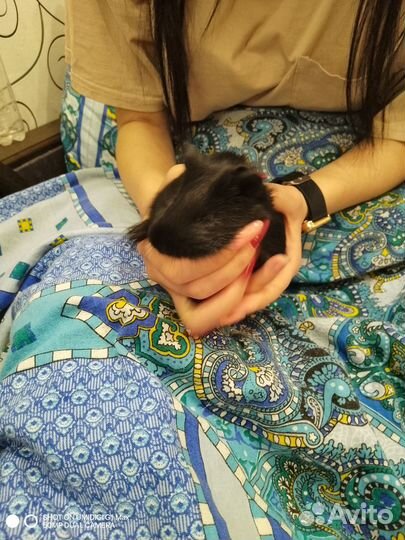 Морские свинки в добрые руки