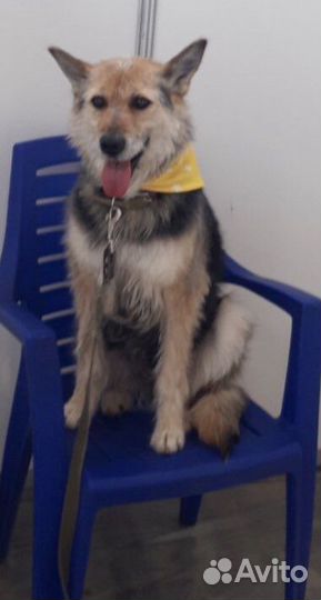 Собака в добрые руки