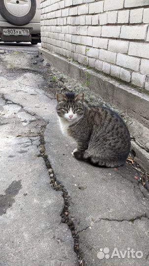 Голубоглазая красавица в опасности