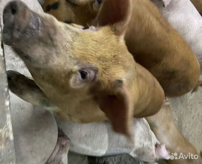 Мясо свинина. Четверть. Убой, доставка завтра