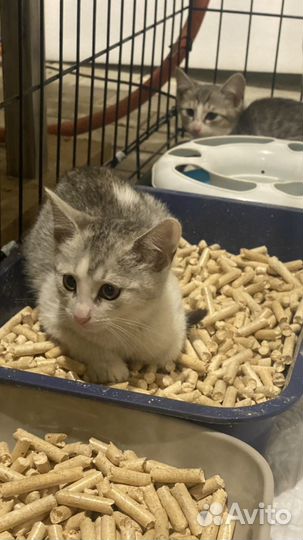 Котенок