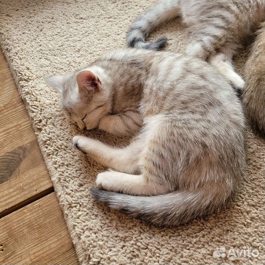 Британская кошка