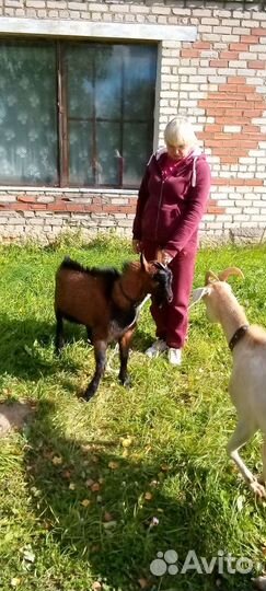 Чешский козел Вязка