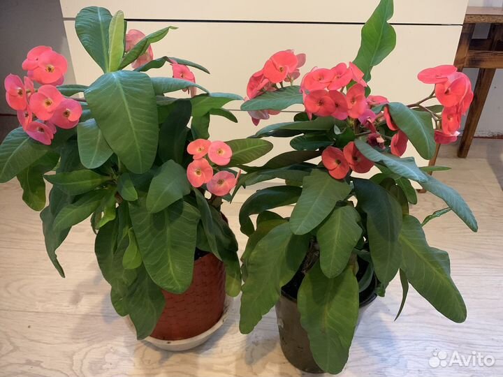 Молочай Миля, Юкка