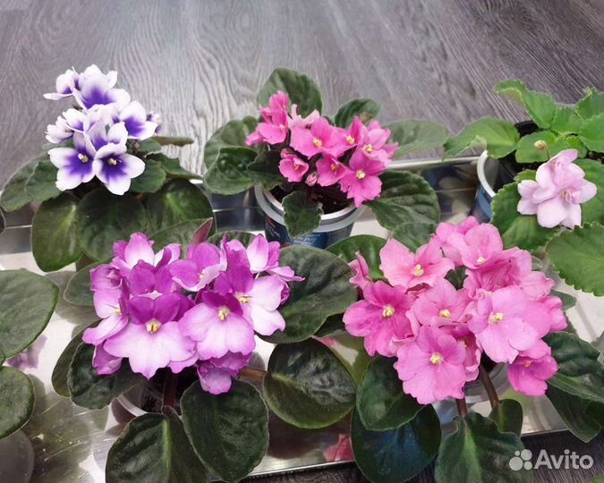 Фиалка первое цветение розовая белая фиолетовая