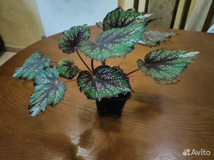 Комнатные цветы