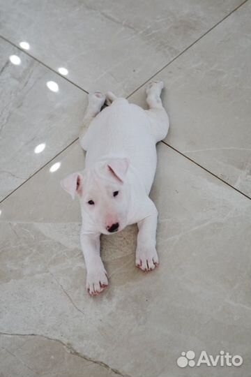 Чистая блондинка мбт