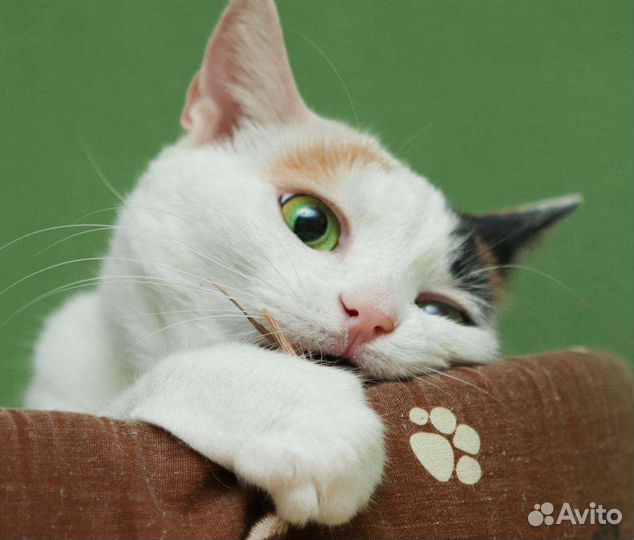 Кошка ищет дом