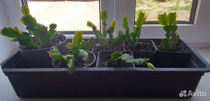 Декабрист,белый