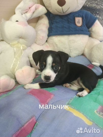 Той-терьер щенки